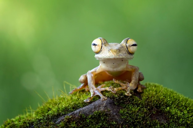 Portrait en gros plan d'une grenouille sur un rocher