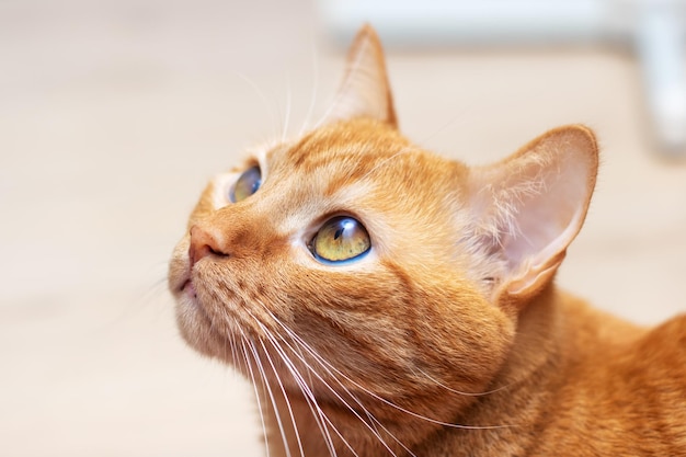 Portrait en gros plan d'un gros chat rouge à la maison