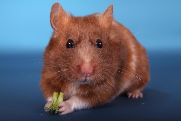 Portrait en gros plan d'un hamster doré avec du brocoli sur un fond bleu