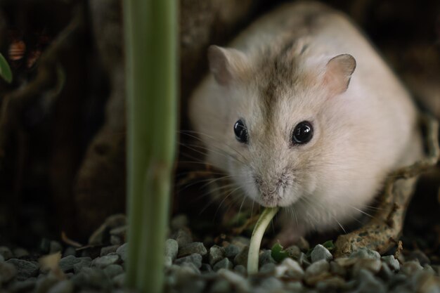 Photo portrait en gros plan d'un hamster