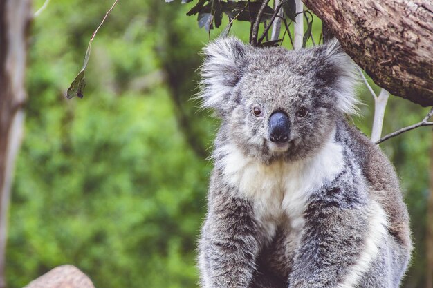 Portrait en gros plan d'un hibou sur un arbre