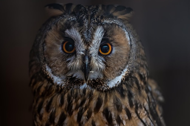 Un portrait en gros plan d'un hibou moyen-duc