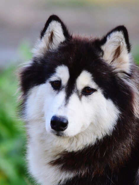 Photo portrait en gros plan d'un husky