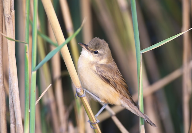 Portrait en gros plan inhabituel d'une fauvette des roseaux (Acrocephalus scirpaceus)