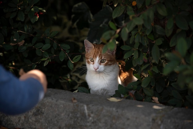 Portrait en gros plan d'un jeune chat jouant avec un enfant