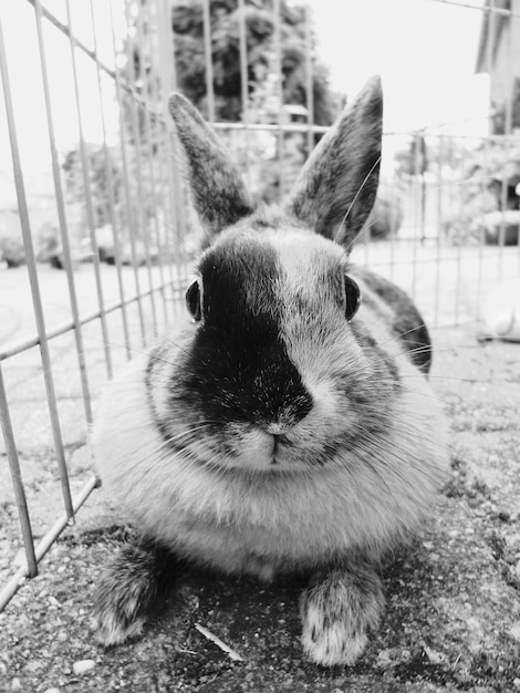 Portrait en gros plan d'un lapin en cage