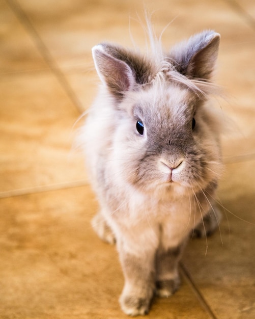 Portrait en gros plan d'un lapin sur le sol