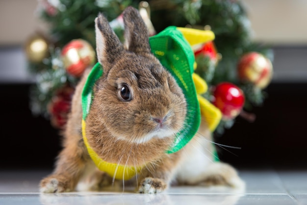 Portrait en gros plan d'un lapin vêtu de couleurs de Noël