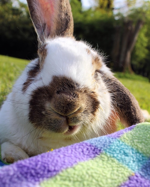 Portrait en gros plan d'un lapin