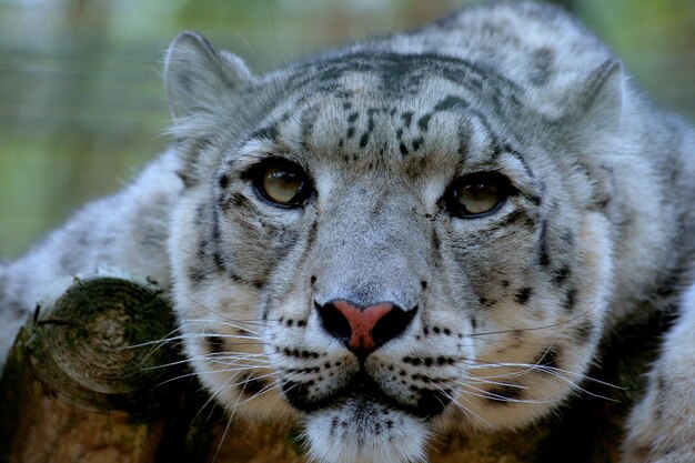 Photo portrait en gros plan d'un léopard des neiges dans un zoo