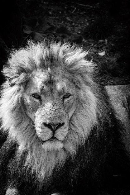 Portrait en gros plan d'un lion sur le champ