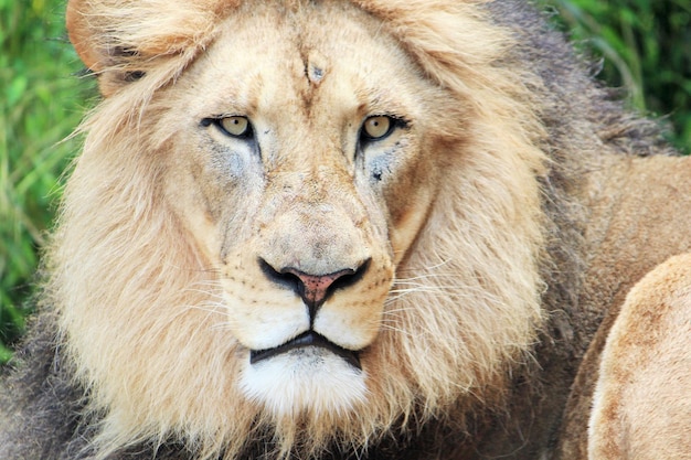 Photo portrait en gros plan d'un lion