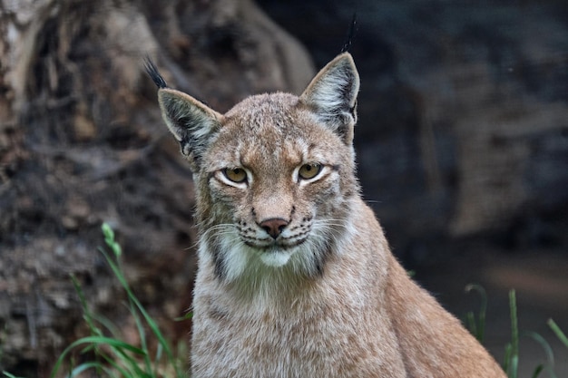 Portrait en gros plan d'un lion