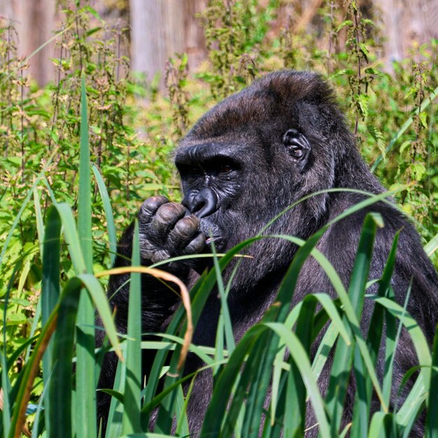 Photo portrait en gros plan d'un lion