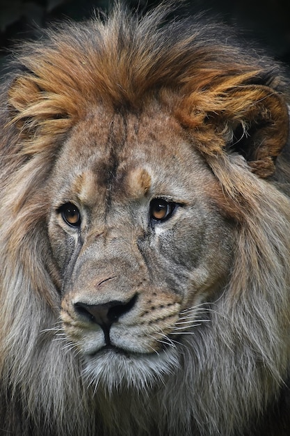 Portrait en gros plan d'un lion