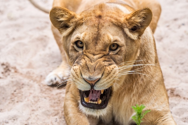 Portrait De Gros Plan De Lionne, Visage D'une Lionne