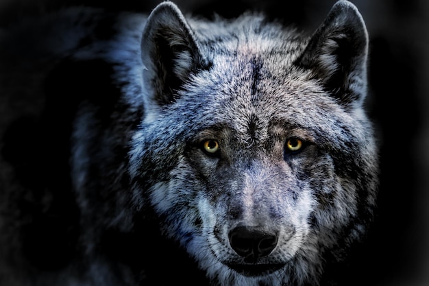 Portrait en gros plan d'un loup debout sur un fond noir
