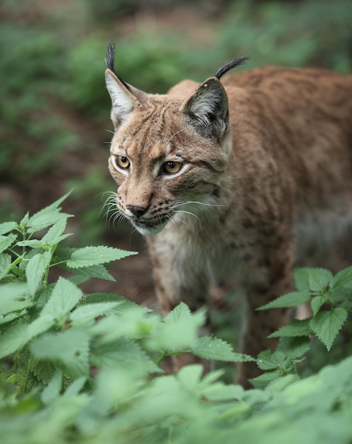 Portrait en gros plan d'un lynx eurasiatique Lynx lynxxA