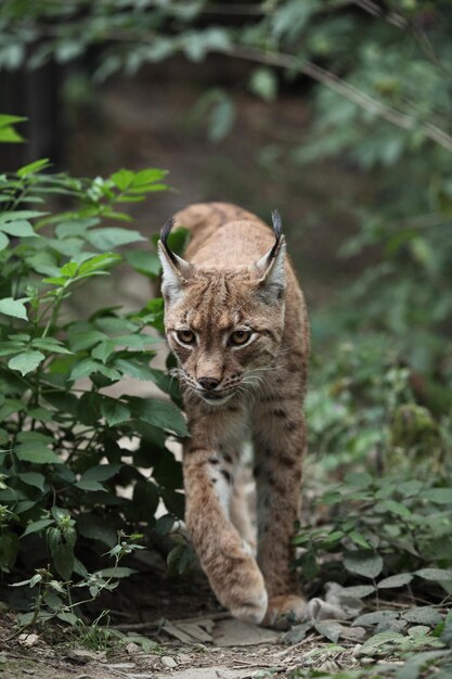 Portrait en gros plan d'un lynx eurasiatique Lynx lynxxA