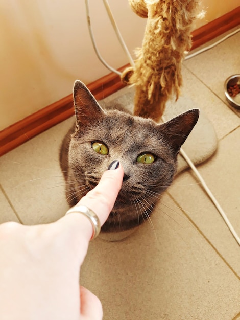 Portrait en gros plan de la main du chat