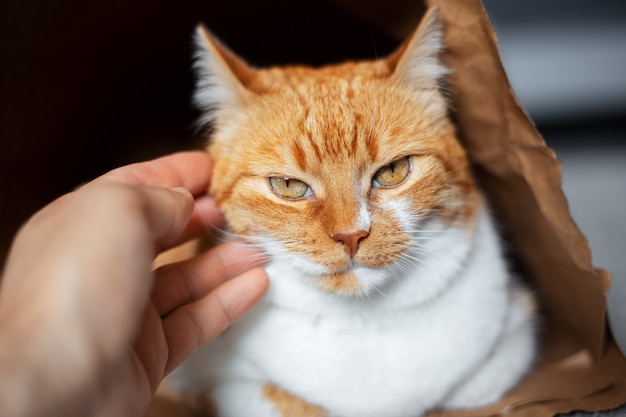 Portrait en gros plan d'une main humaine caressant un chat rouge-blanc allongé sur le sol dans un sac en papier écologique.