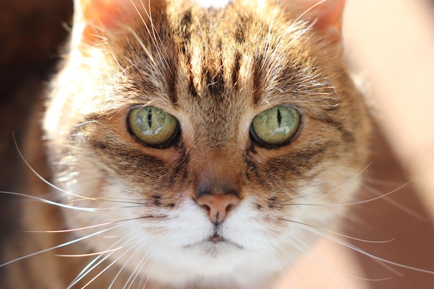 Portrait en gros plan d'un mignon chat moelleux regardant la caméra à la lumière du soleil