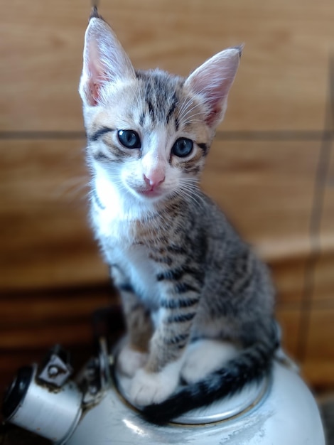 Photo portrait en gros plan d'un mignon chaton à la maison