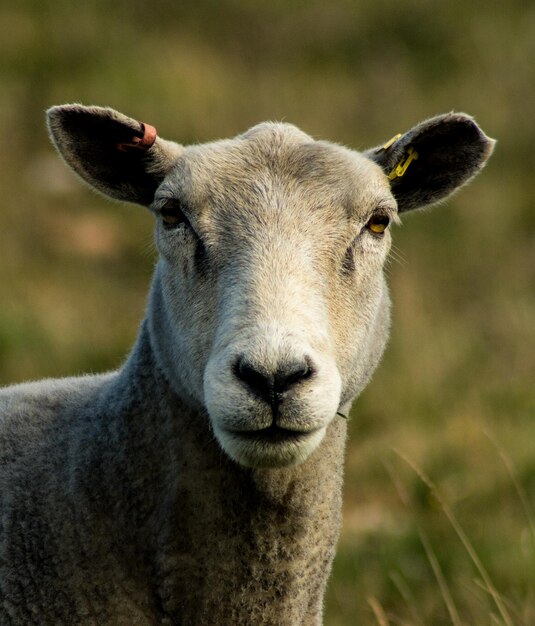 Photo portrait en gros plan d'un mouton