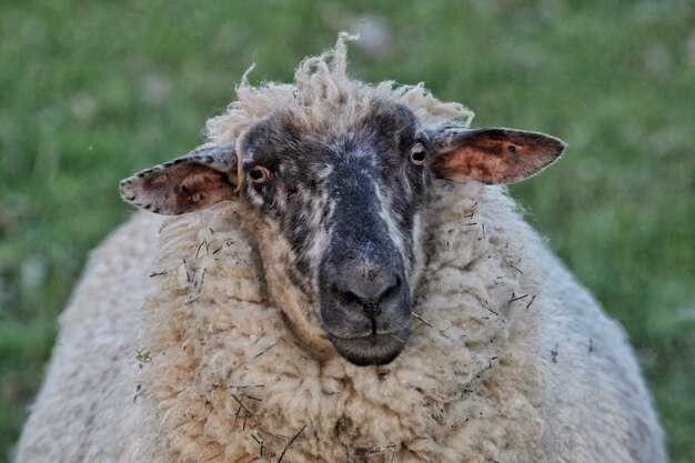 Portrait en gros plan d'un mouton