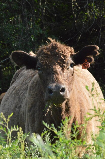 Portrait en gros plan des moutons sur le champ