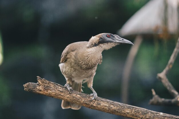 Photo portrait en gros plan de l'oiseau philemon buceroides avec casque assis sur une branche d'arbre