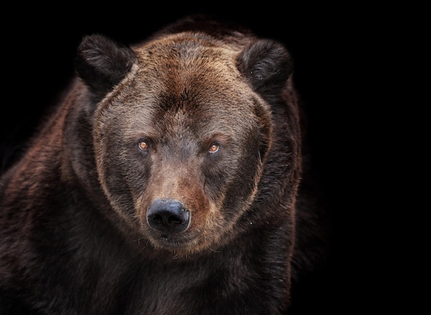 Portrait en gros plan de l'ours brun
