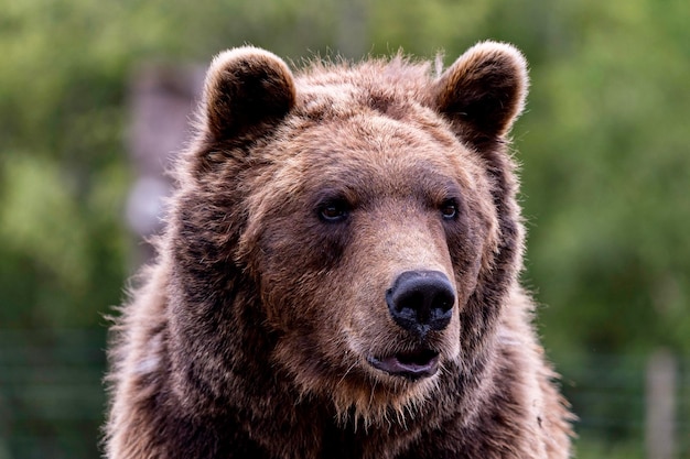 Portrait en gros plan d'un ours brun