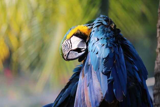 portrait en gros plan d'un perroquet ara bleu et jaune coloré