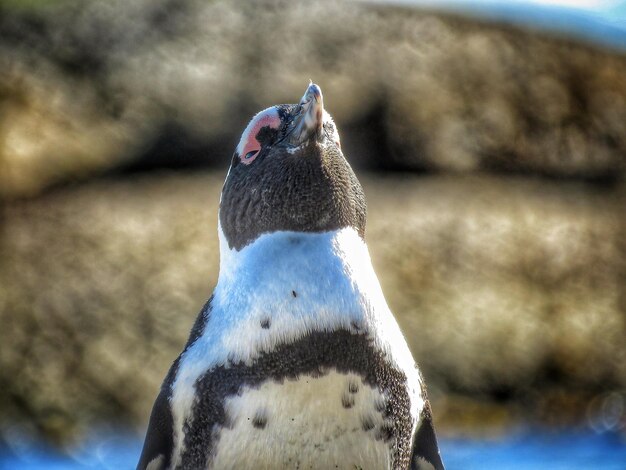 Photo portrait en gros plan d'un pingouin du cap