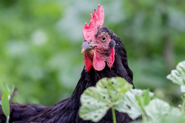 Portrait de gros plan de poulet noir