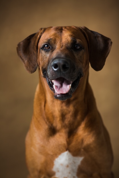 Portrait en gros plan de Rhodesian Ridgeback Dog sitting