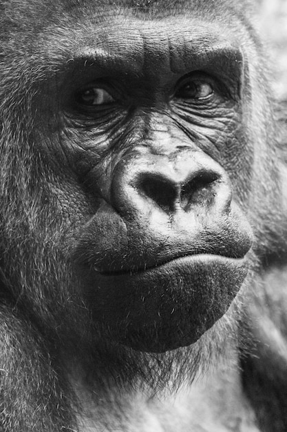 Photo portrait en gros plan de sérieux au zoo