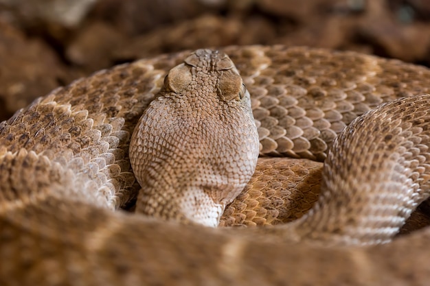 Portrait de gros plan de serpent à sonnettes, arrière-plan Reptile