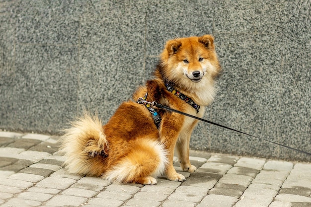 Portrait en gros plan d'un Shiba Inu