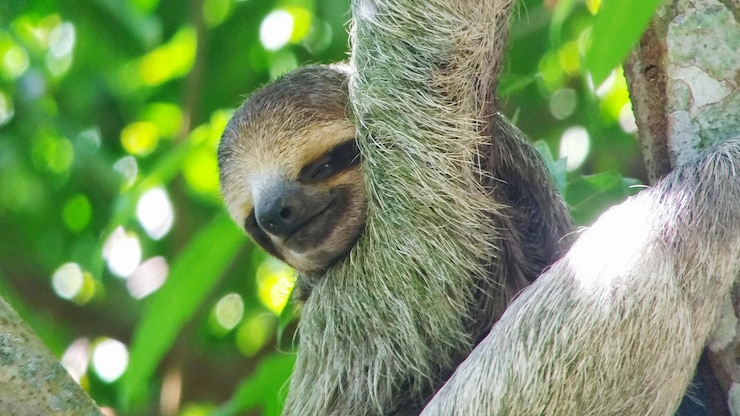 Photo portrait en gros plan d'un singe sur une branche d'arbre