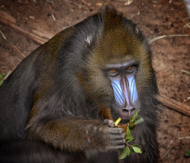 Photo portrait en gros plan d'un singe qui mange