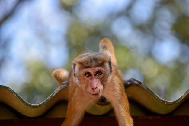 Photo portrait en gros plan d'un singe sur un toit