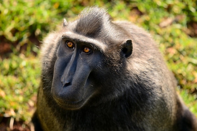Portrait en gros plan d'un singe