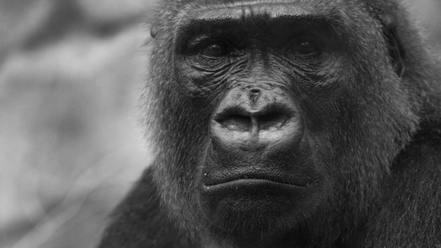 Photo portrait en gros plan d'un singe