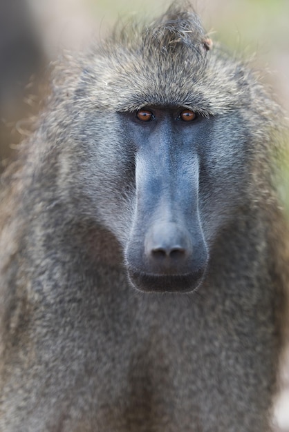 Portrait en gros plan d'un singe