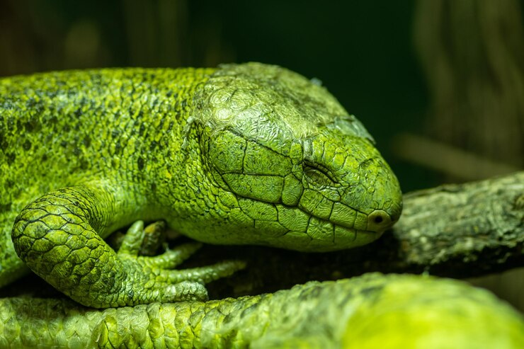 Photo portrait en gros plan d'un skink des îles salomon en captivité