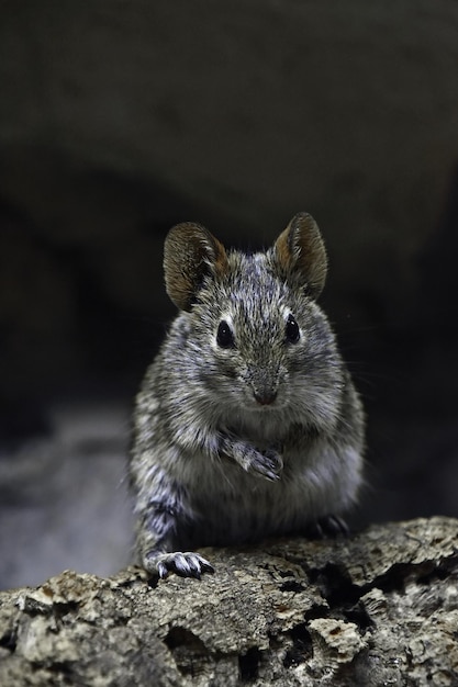 Portrait en gros plan d'une souris sur une roche
