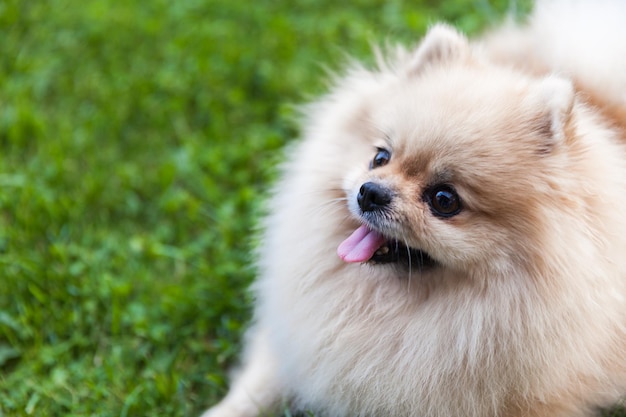 Portrait d'un gros plan Spitz Pomeranian