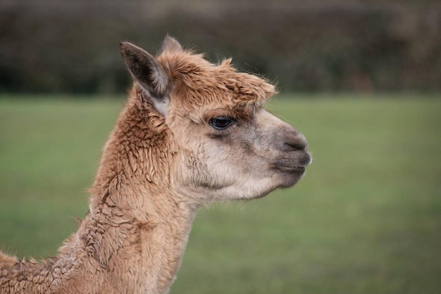 Un portrait en gros plan de la tête et du cou d'un alpaca brun tourné vers la droite avec copie